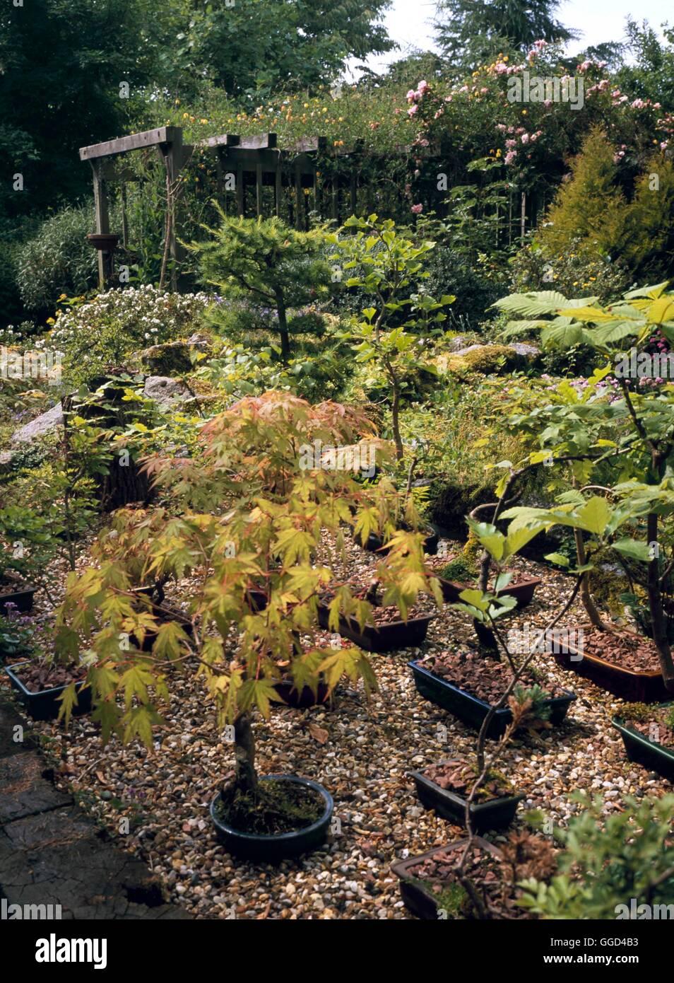 Bonsai - Sammlung BON108522 gemischt Stockfoto