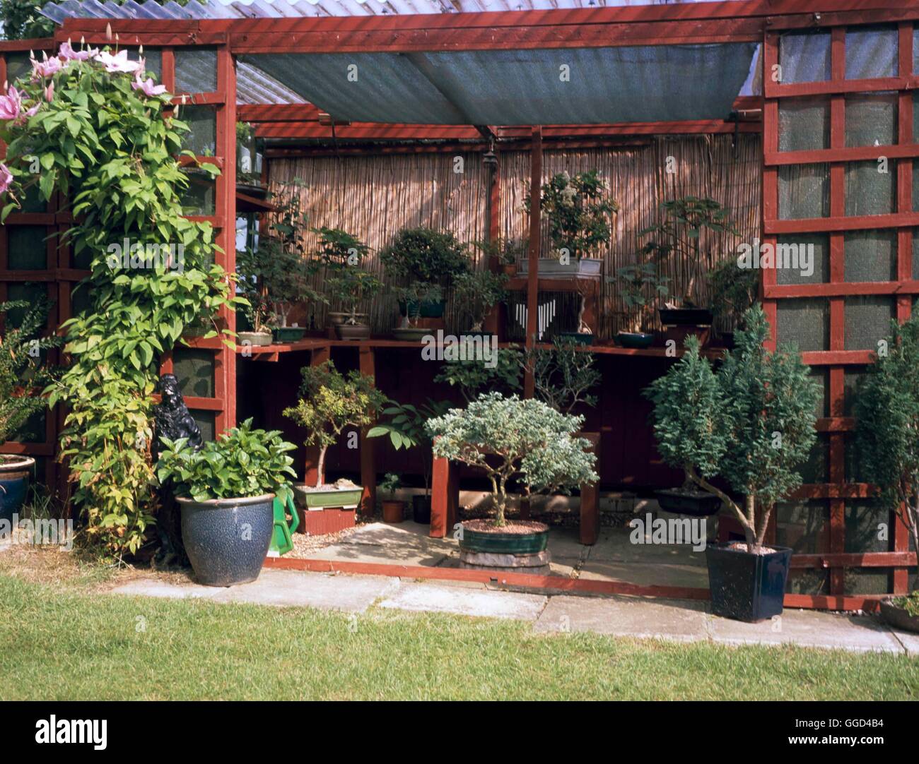 Bonsai - Sammlung BON108560 gemischt Stockfoto