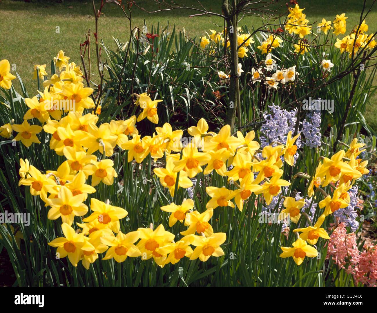 Birne Garten - mit Narzissen und Hyacinthus BUG076899 Stockfoto