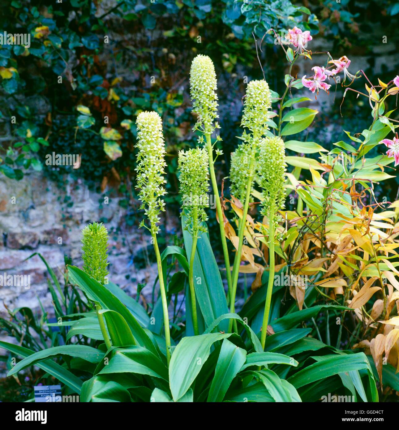 Eucomis Pallidiflora BUL000857 Stockfoto