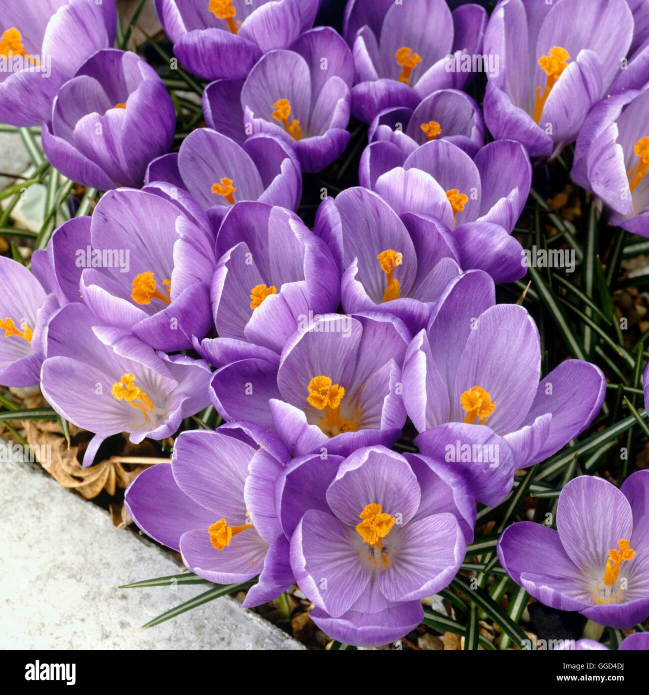Crocus Vernus - "Erinnerung" BUL007608 Stockfoto