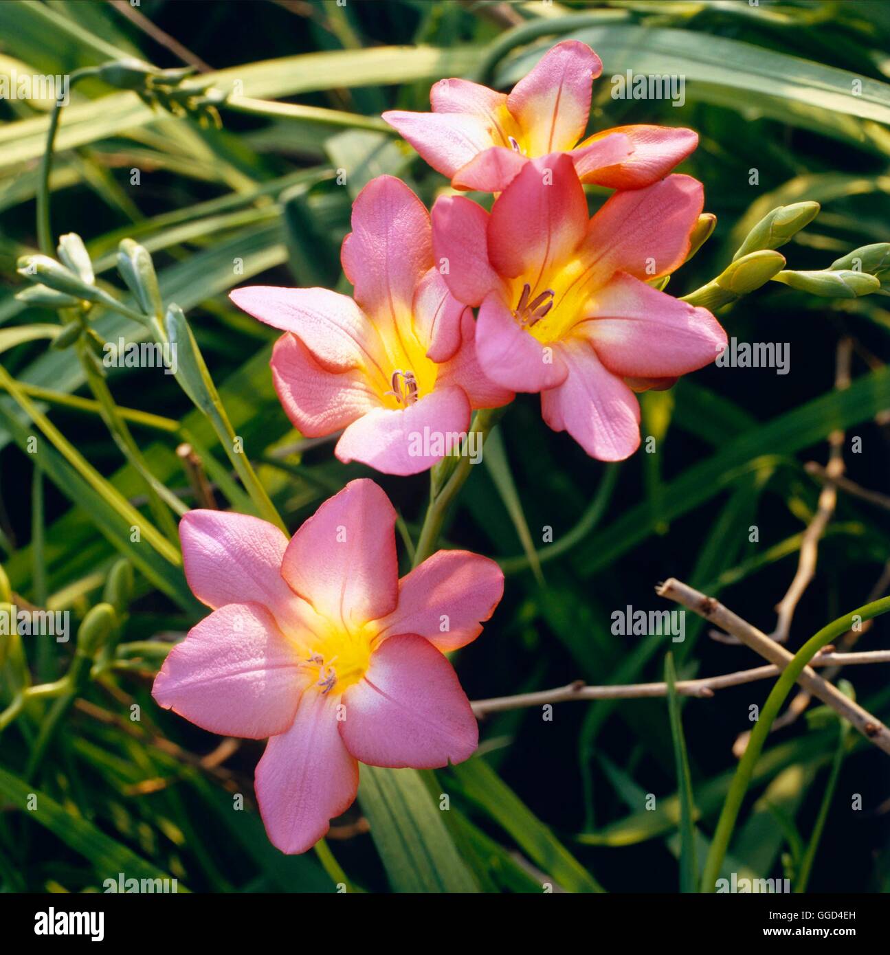 Freesie - Super Giant Serie - Pink BUL009485 Stockfoto
