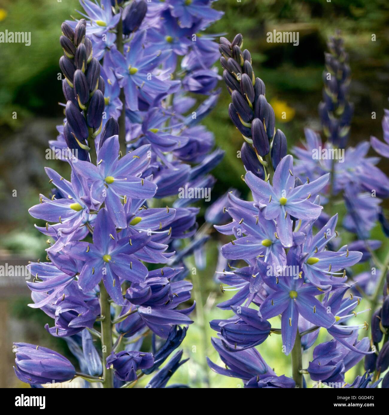 Camassia Cusickii - "Zwanenburg" BUL010422 Stockfoto