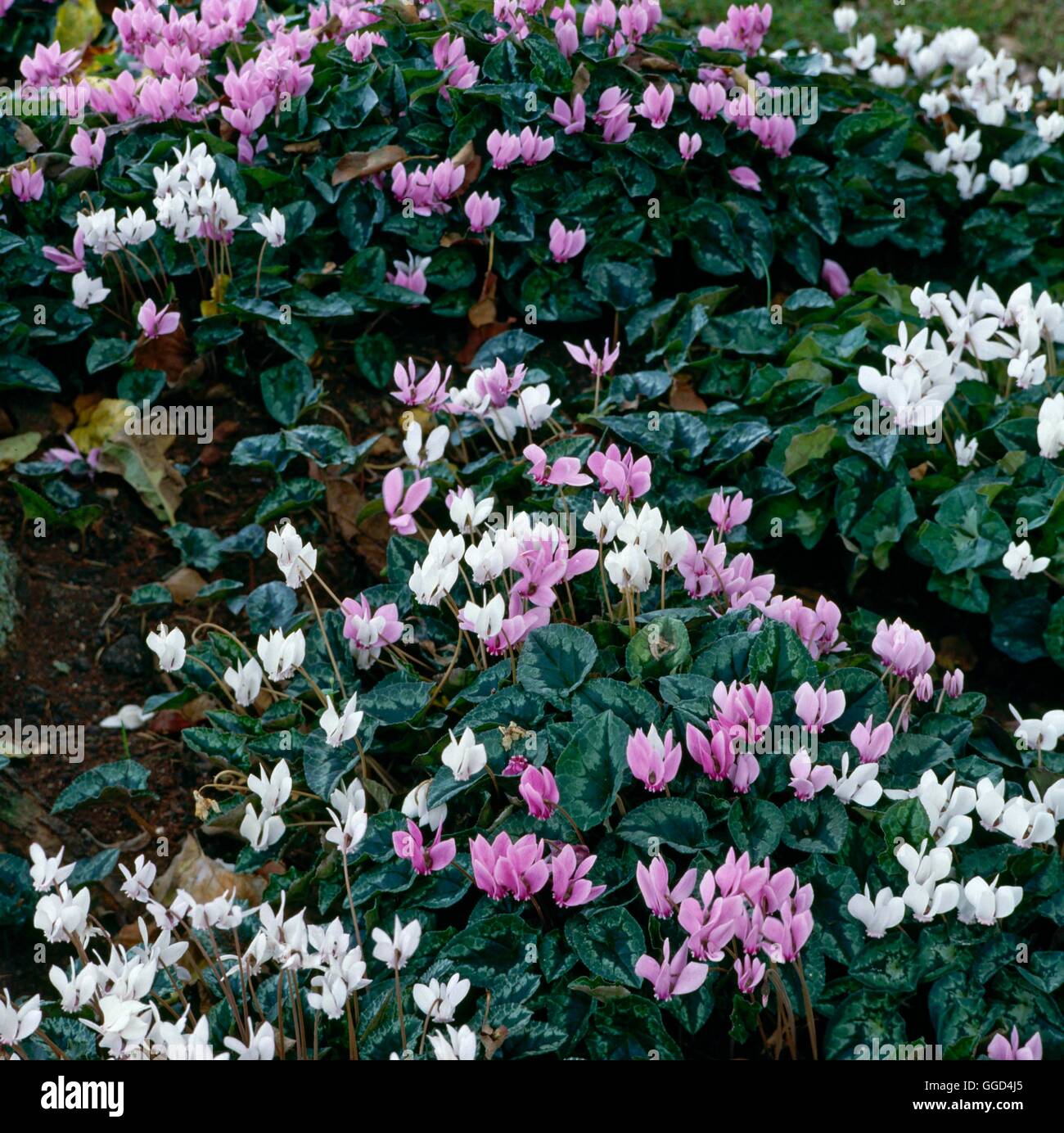 Cyclamen Hederifolium AGM - (Syn C. Neapolitanum) BUL020122 Stockfoto