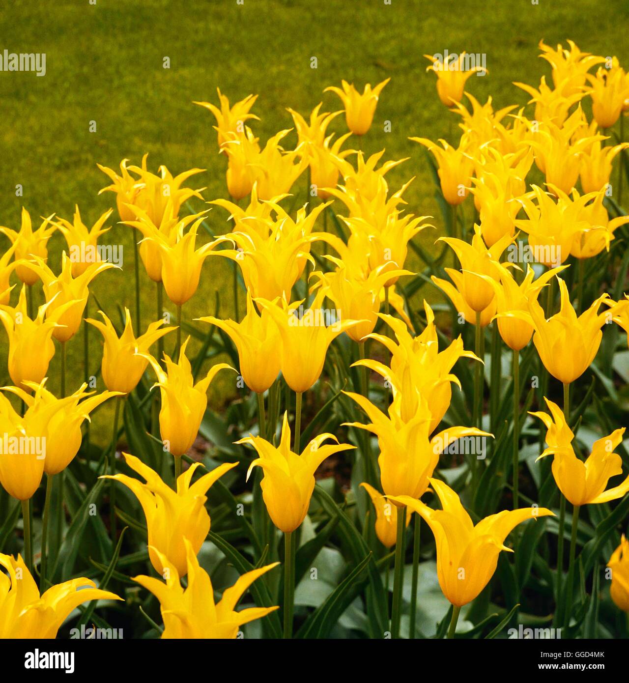 Tulipa - "West Point" AGM (Lily-geblüht) BUL035303 Stockfoto
