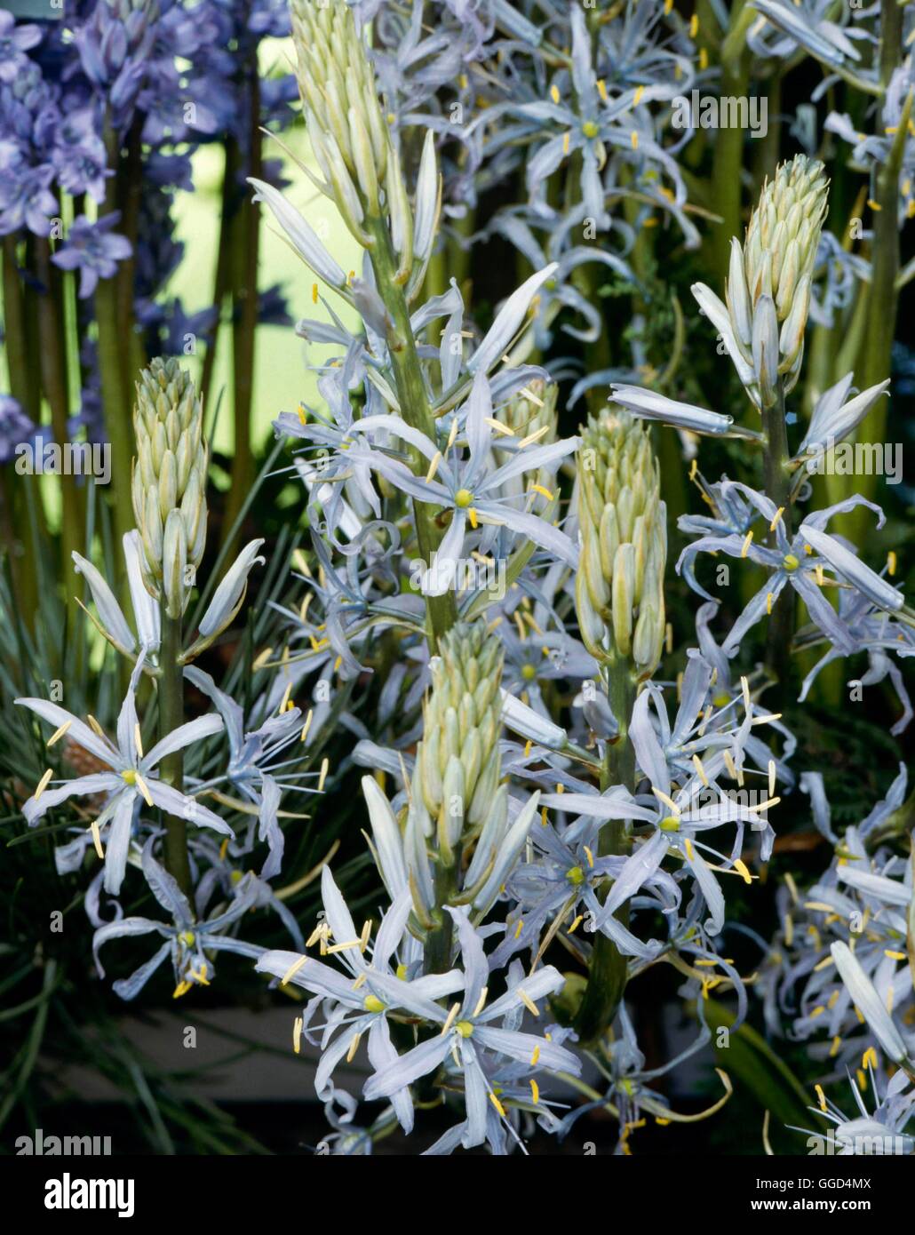 Camassia Cusickii BUL035426 Stockfoto