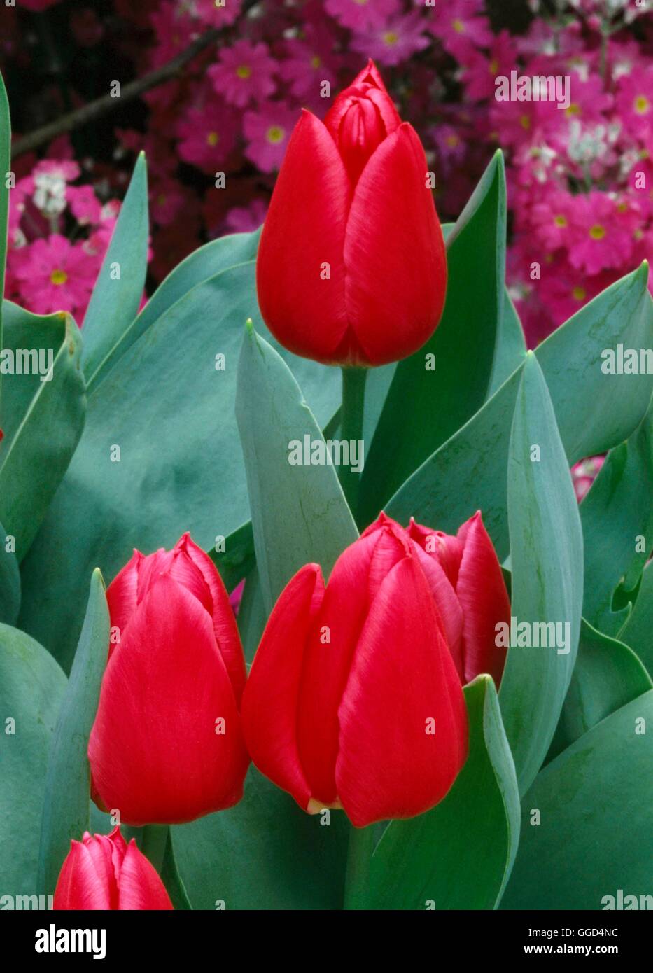 Tulipa - 'Christmas Marvel' (Single früh) BUL038064 Stockfoto