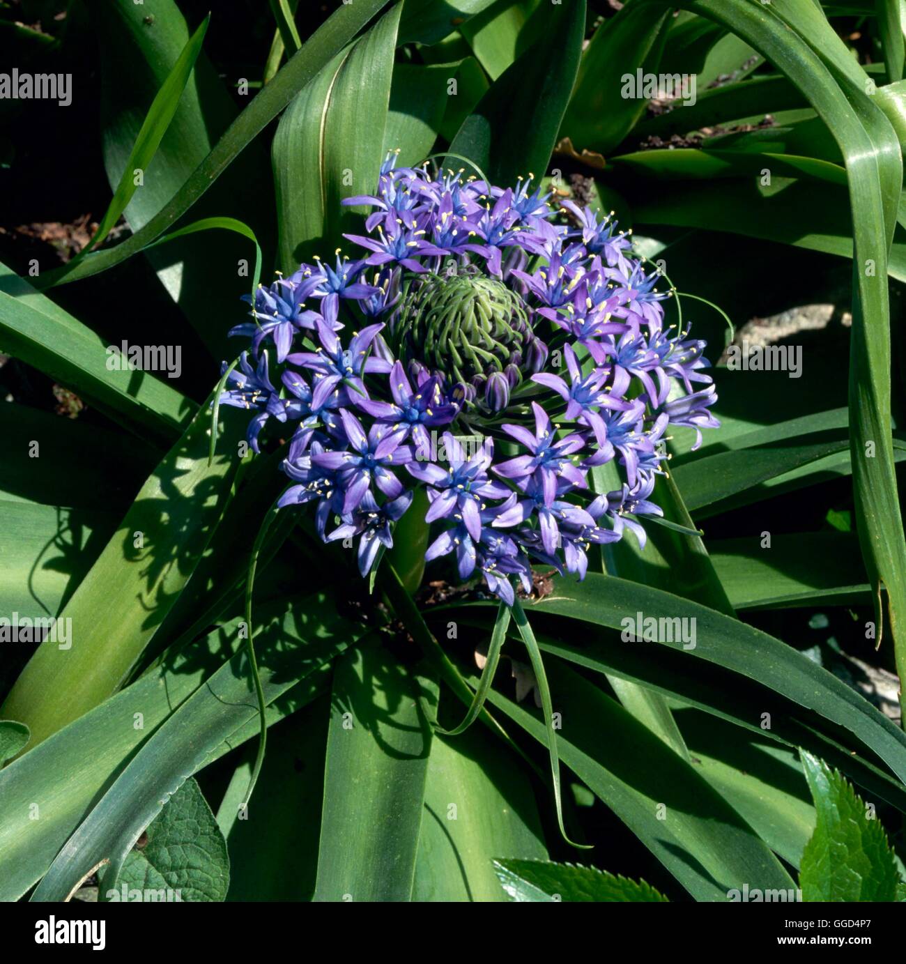 Scilla Peruviana BUL040976 Stockfoto