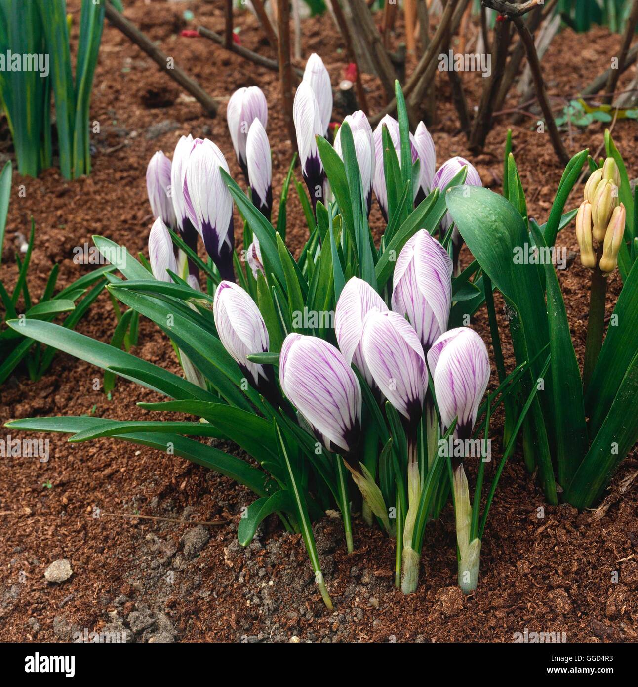 Crocus Vernus - 'Pickwick' BUL043478 Stockfoto