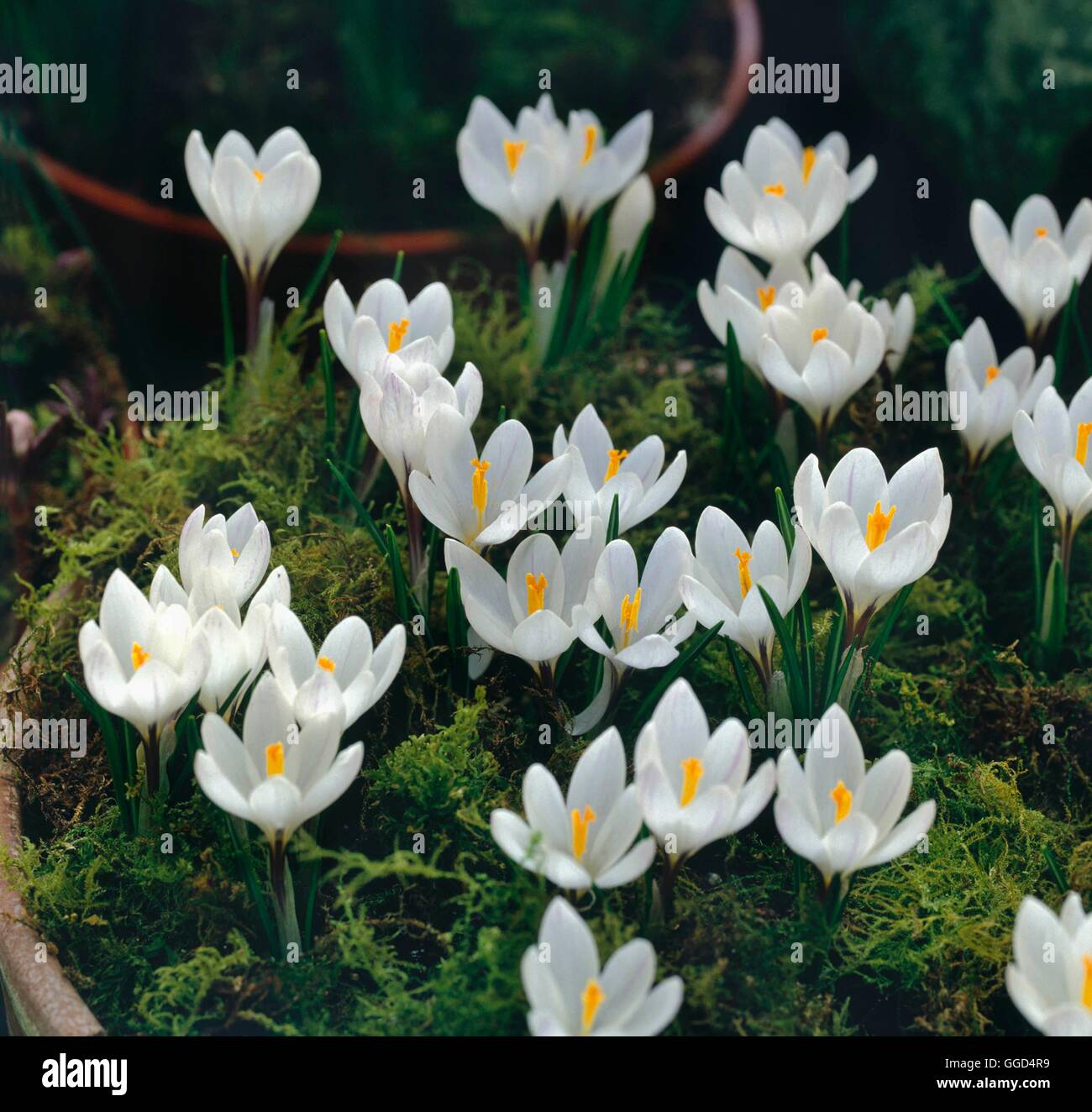 Crocus Vernus - Subspecies Albiflorus BUL043495 Stockfoto