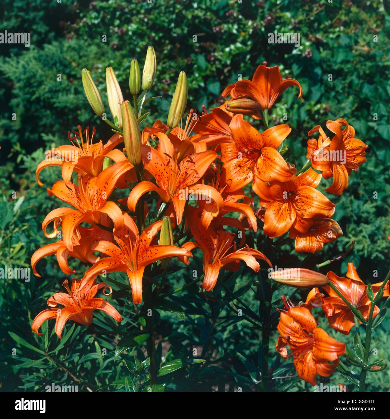 Asiatische hybrid lilien Fotos und Bildmaterial in hoher Auflösung