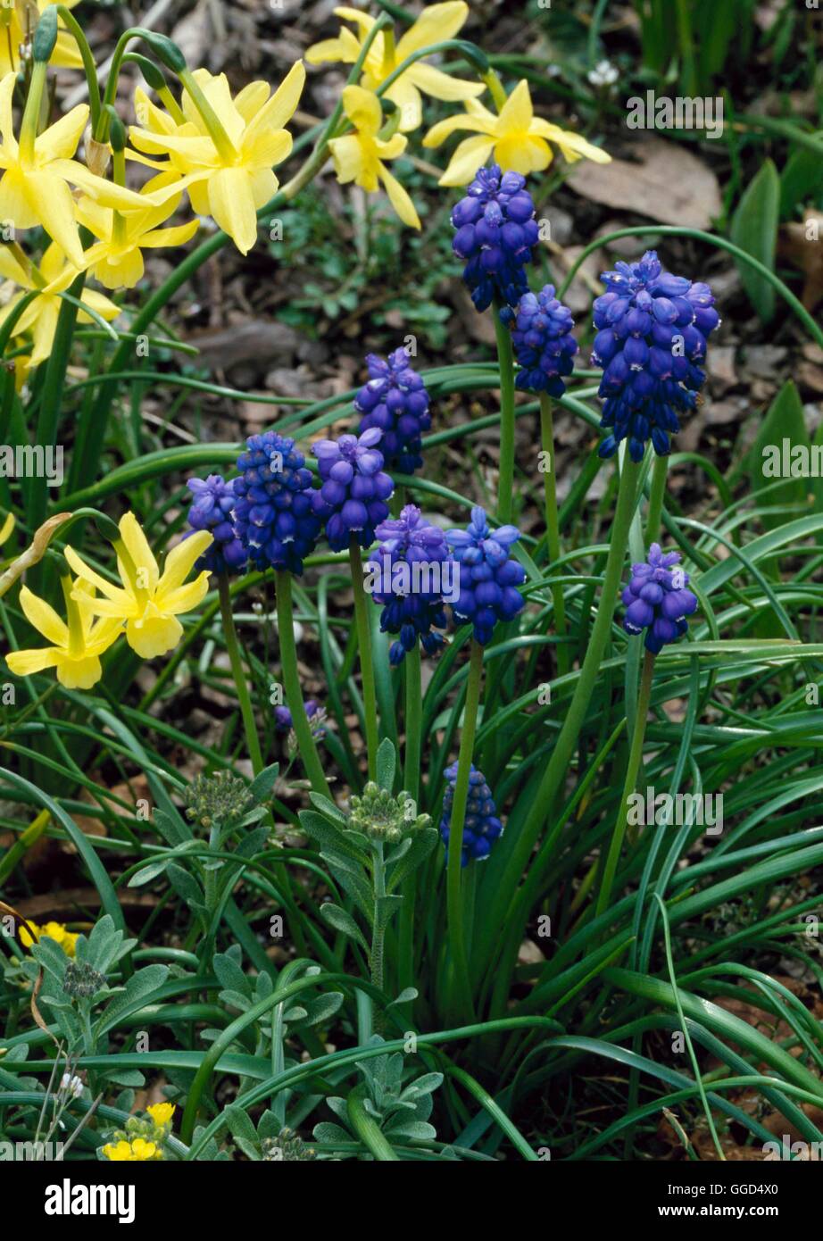 Muscari Neglectum - (Syn M. Racemosum) BUL045543 Stockfoto