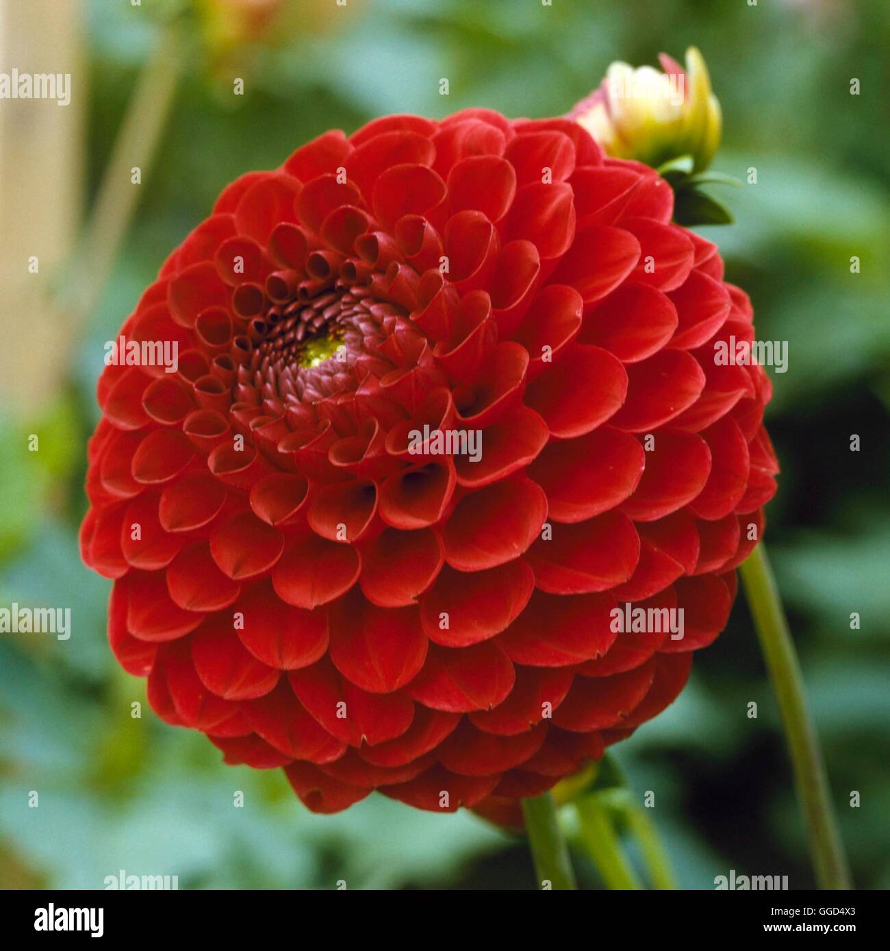 Dahlie - "Alltami Kirsche" (kleine Kugel) BUL045692 Stockfoto