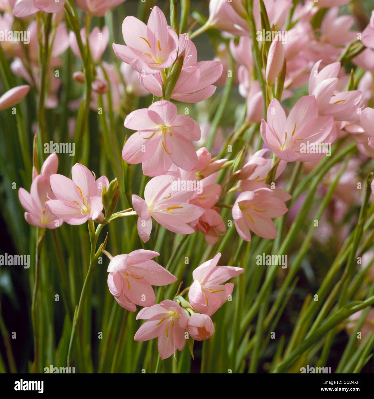 Schizostylis Coccinea - "Jennifer" AGM BUL046370 Stockfoto