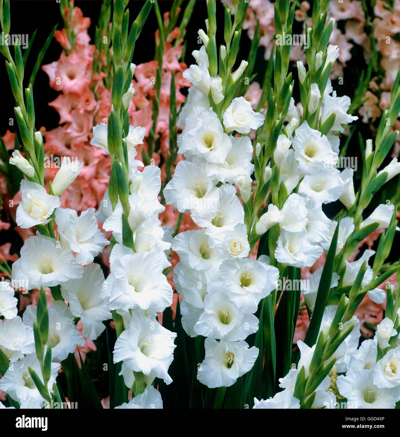 Gladiolen - "Grand Prix" (groß) BUL047540 Stockfoto