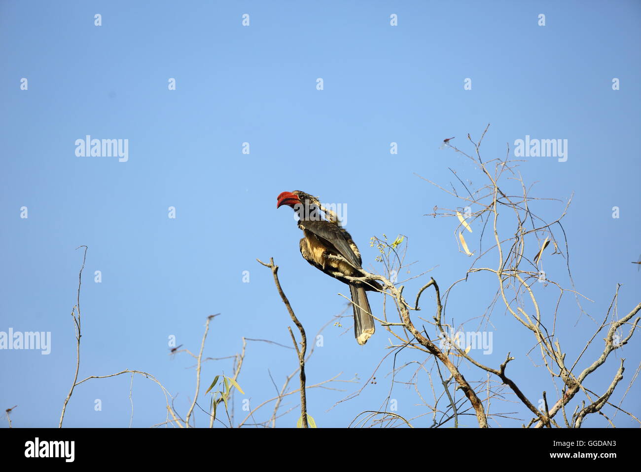 Gekrönte Toko (Tockus Alboterminatus) in Uganda Stockfoto