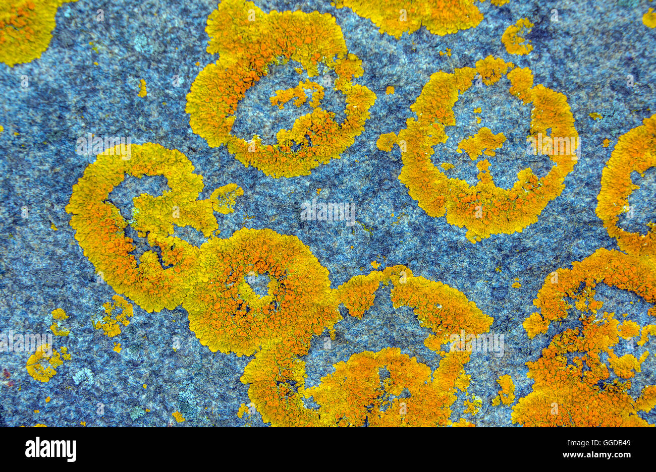 Ringe aus gelb orange Flechten wachsen auf Granitfelsen Stockfoto