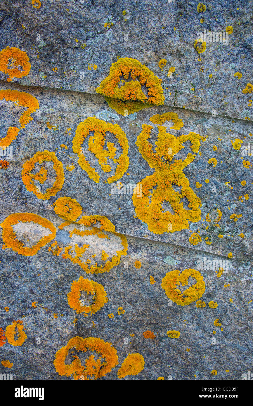 Ringe aus gelb orange Flechten wachsen auf Granitfelsen, mit Bohrungen Stockfoto