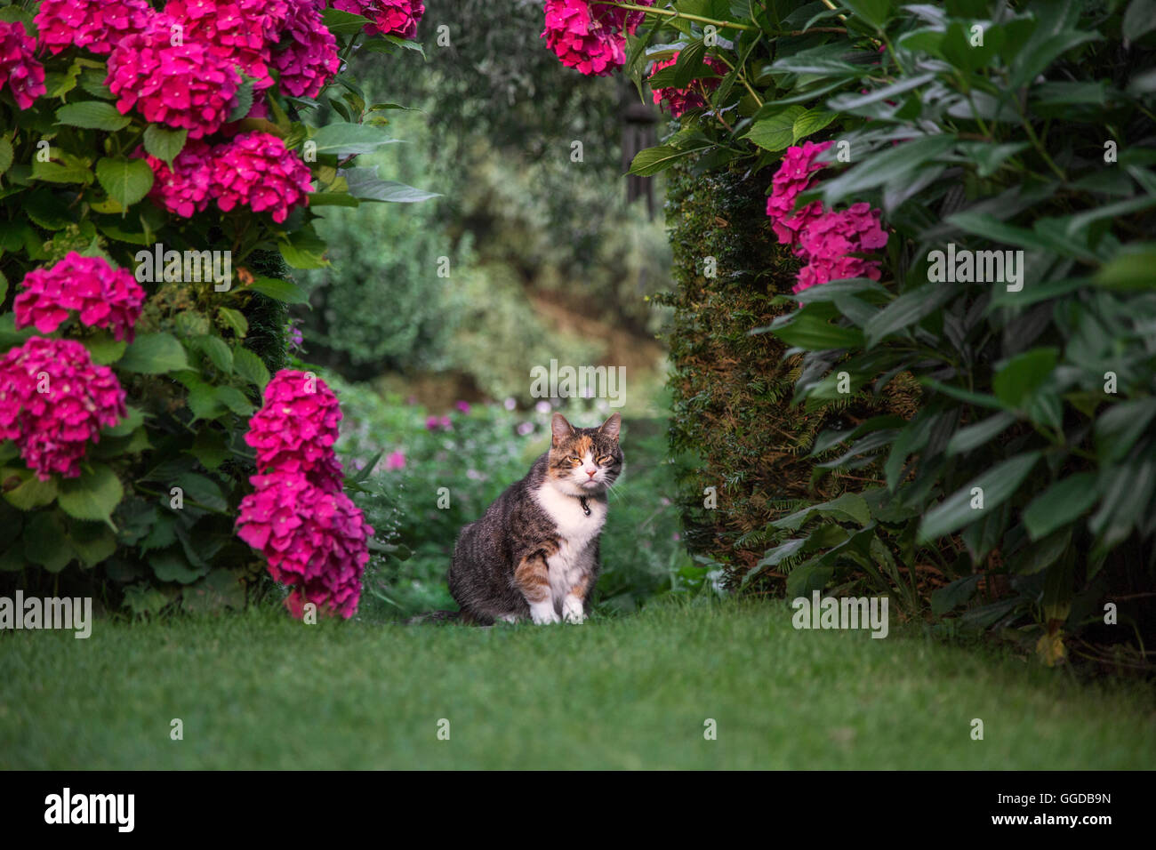 Hauskatze, die im Sommer im Garten sitzen Stockfoto