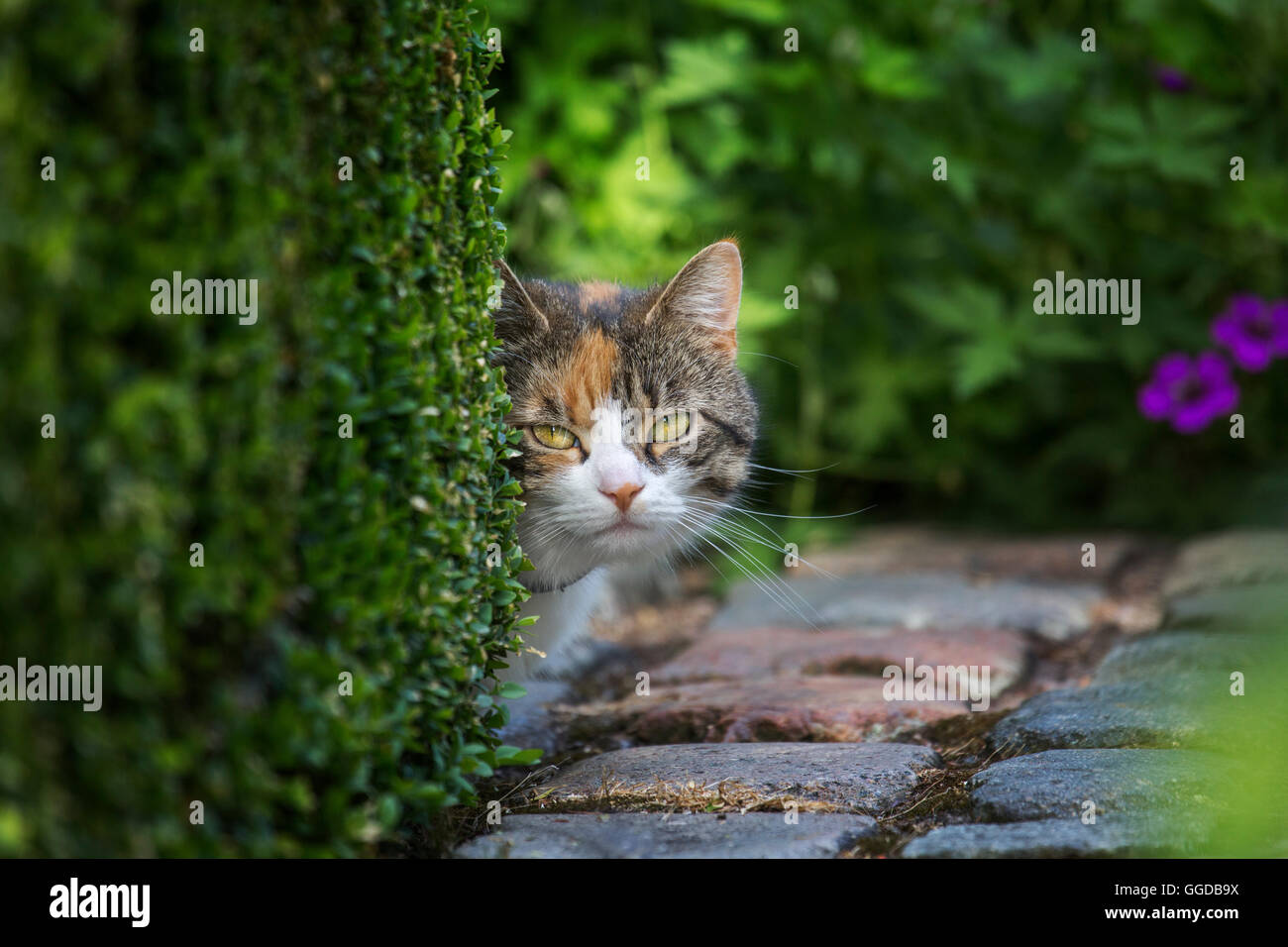 Neugierig, aber schüchtern Hauskatze sucht hinter Hecke im Garten im Sommer Stockfoto