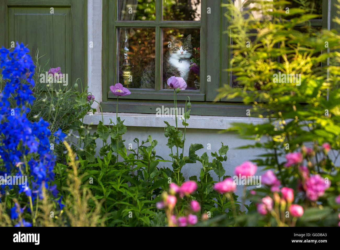 Hauskatze sitzen im Haus und auf der Suche durch Fenster auf Garten im Sommer Stockfoto