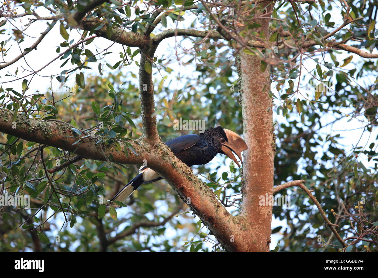 Black-and-white-casqued Hornbill (Bycanistes Subcylindricus) in Uganda Stockfoto