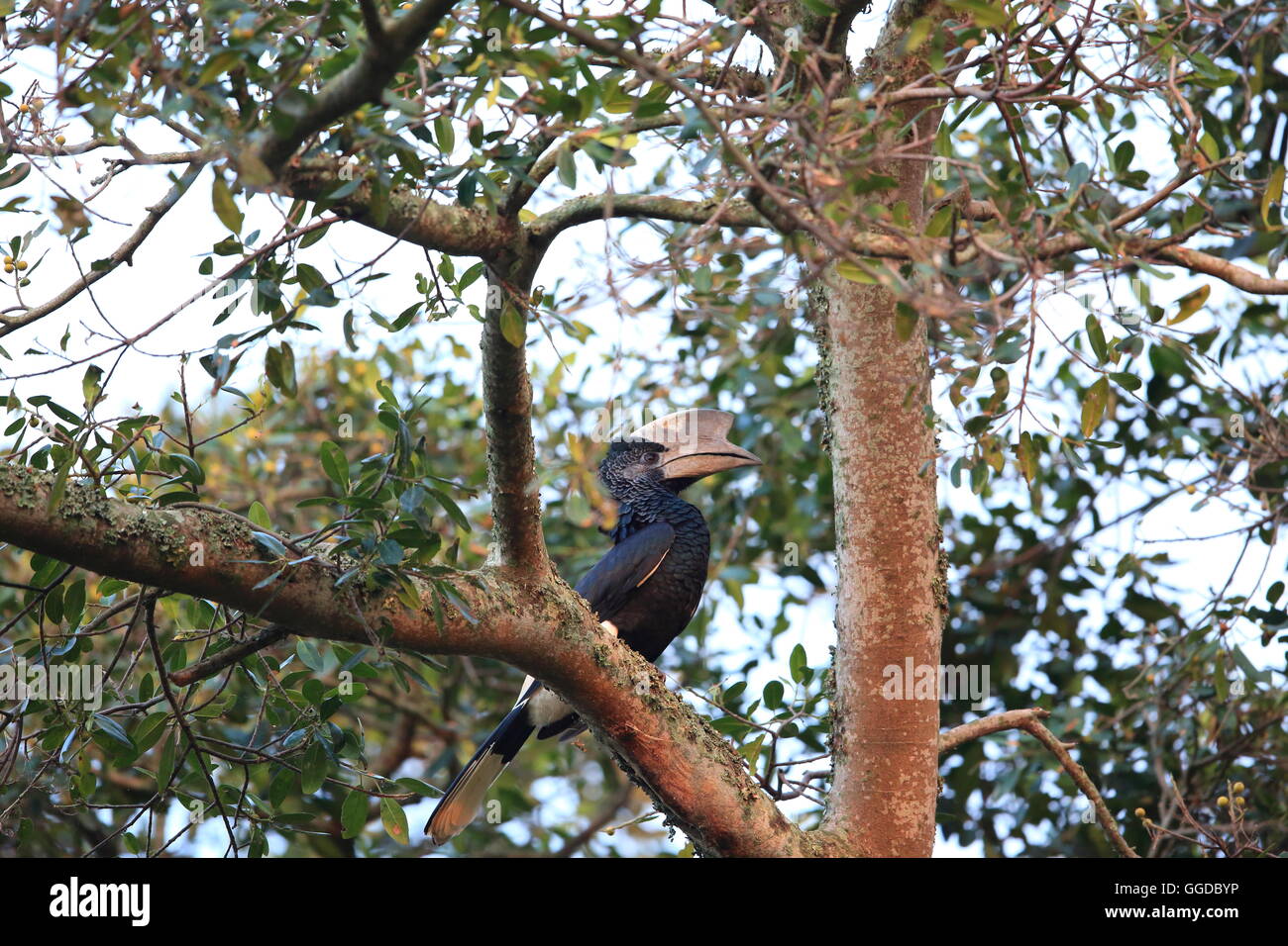 Black-and-white-casqued Hornbill (Bycanistes Subcylindricus) in Uganda Stockfoto