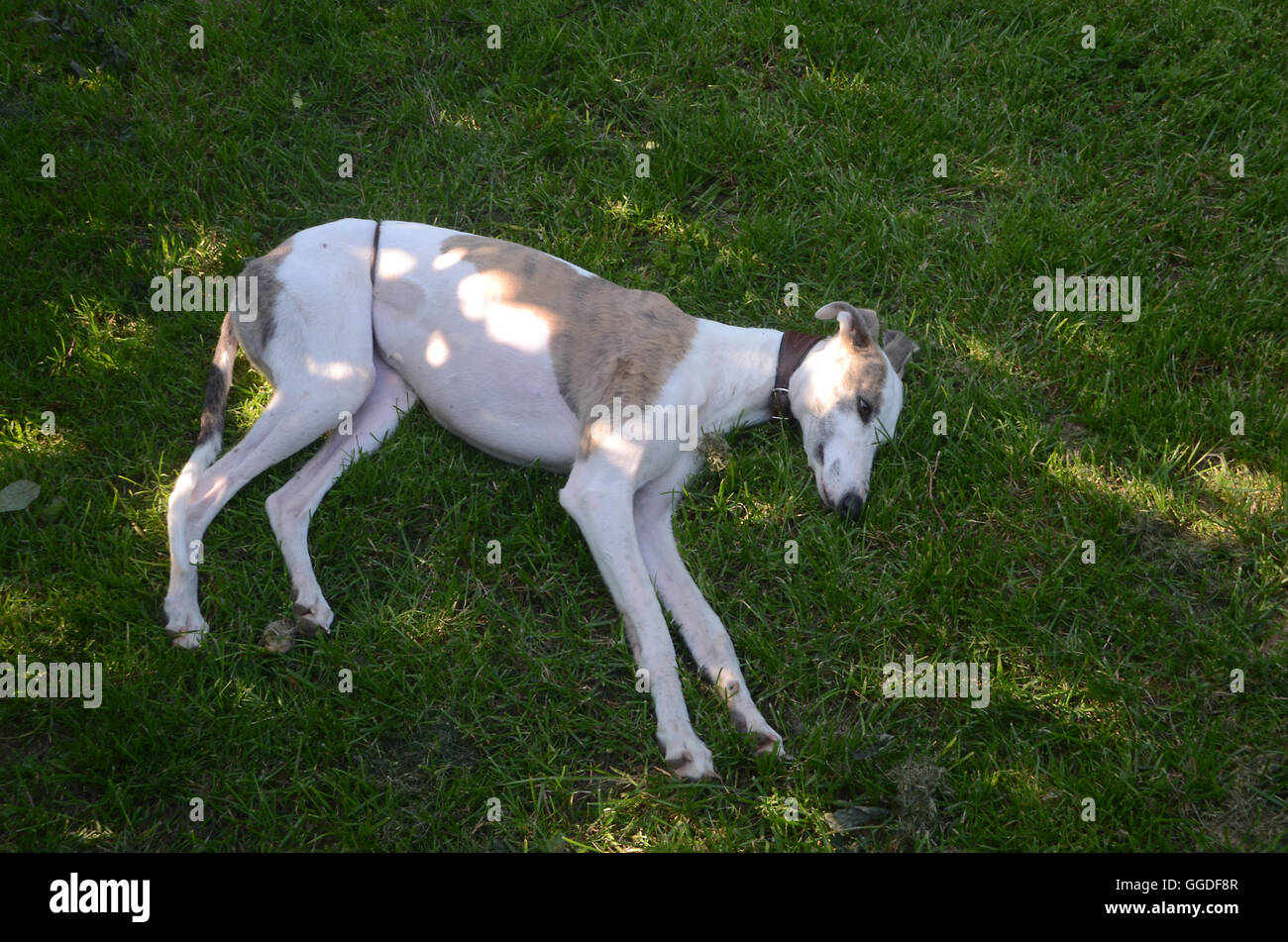 Galgo Hund entspannt auf dem Rasen an einem warmen Sommertag. Stockfoto