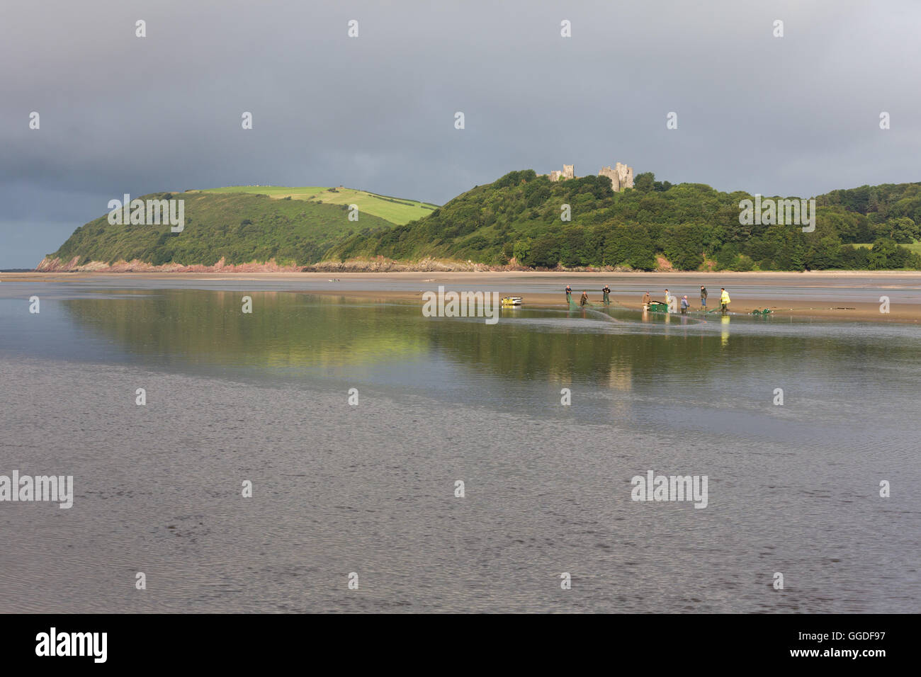 Eine Gruppe von Fisch in der Mündung des Tywi (Towy) zwischen Ferryside und Llansteffan Stockfoto Eine Gruppe von Fisch in der Mündung des Tywi (Towy) zwischen Ferryside und Llansteffan Stockfoto