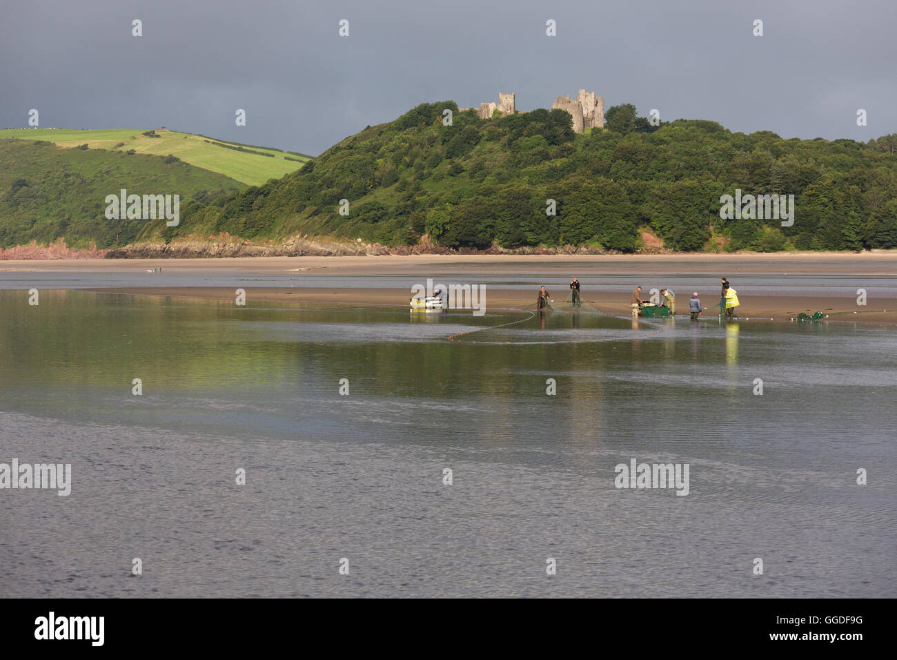 Eine Gruppe von Fisch in der Mündung des Tywi (Towy) zwischen Ferryside und Llansteffan Stockfoto Eine Gruppe von Fisch in der Mündung des Tywi (Towy) zwischen Ferryside und Llansteffan Stockfoto