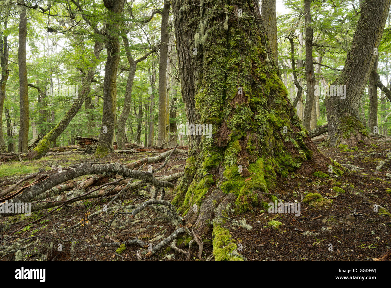 Südamerika; Tierra Del Fuego, Argentinien, Estancia Rolito, Urwald Stockfoto