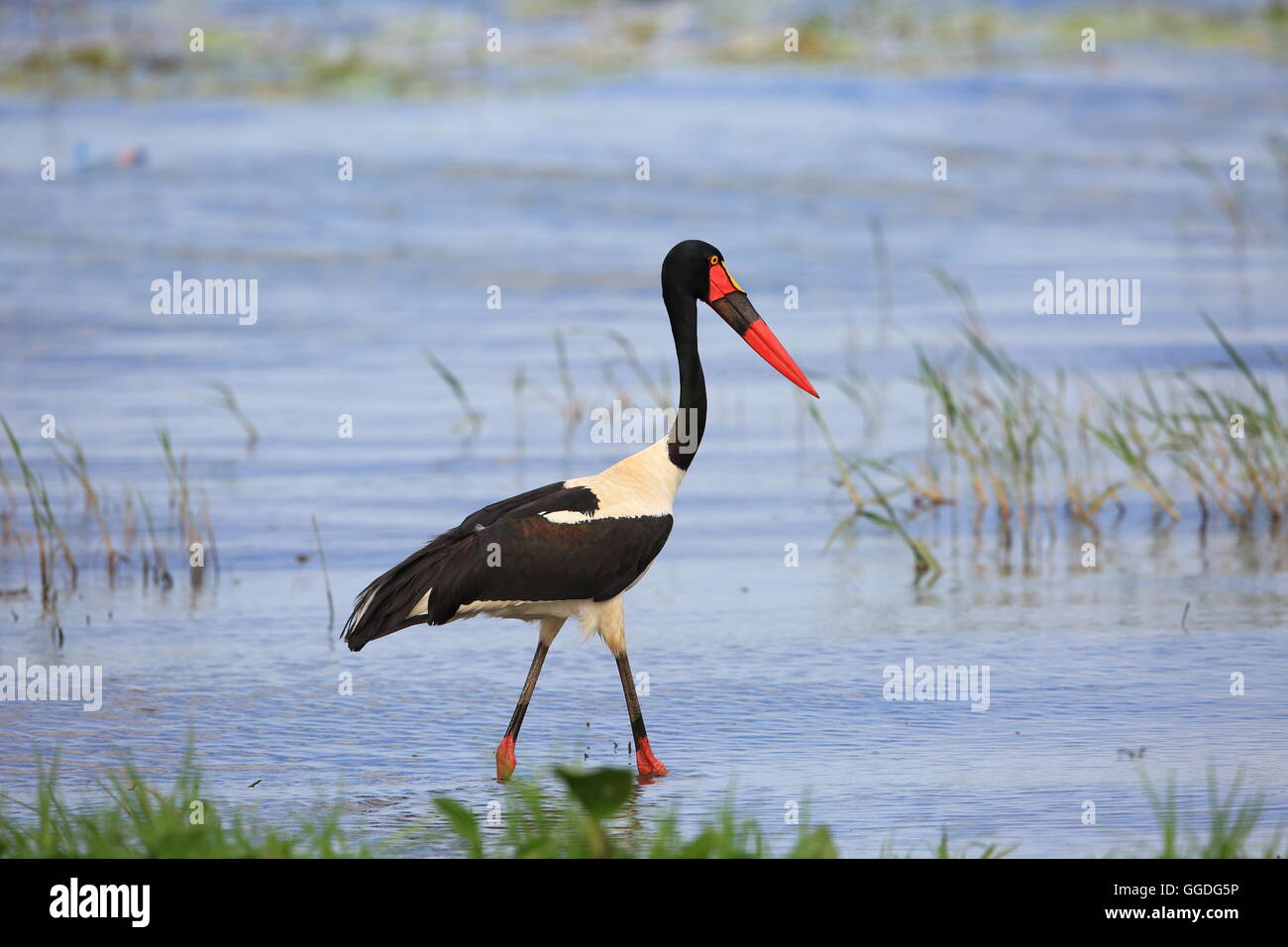 Sattel – abgerechnet Storch (Nahrung Senegalensis) in Uganda Stockfoto