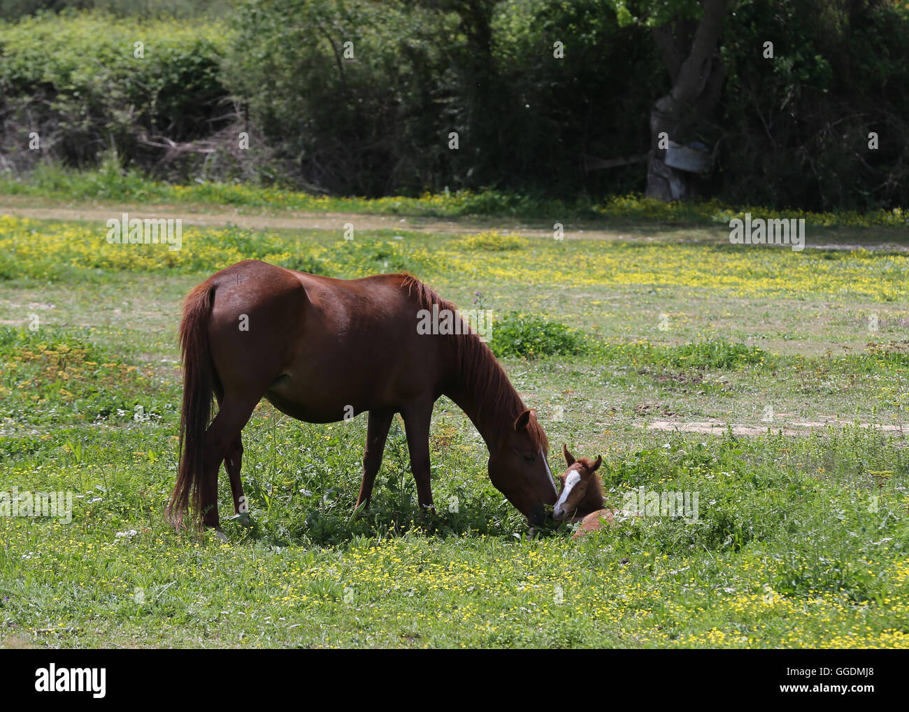 Stute und Fohlen auf Wiese. Stockfoto