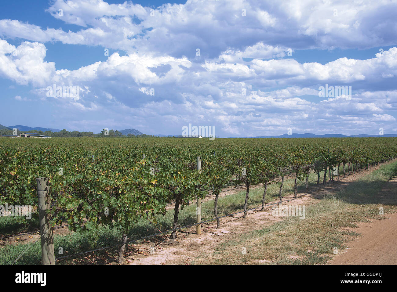 Panoramablick auf di Lusso Weingut Mudgee NSW Australia Stockfoto