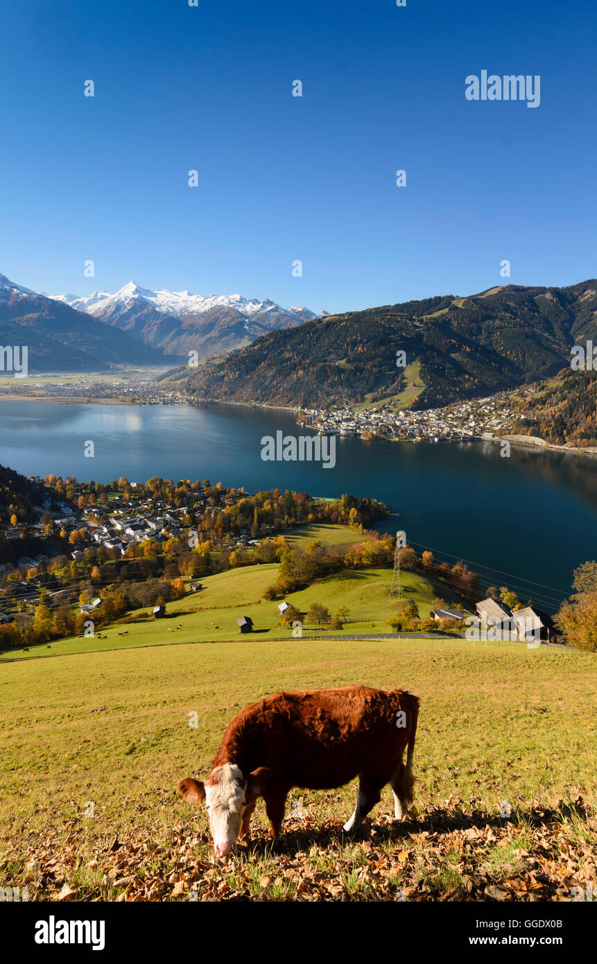 Zell am See: See Zeller See mit Blick auf Zell am See und der hohen Tauern, Kuh, Kühe, Österreich, Salzburg, Pinzgau Stockfoto
