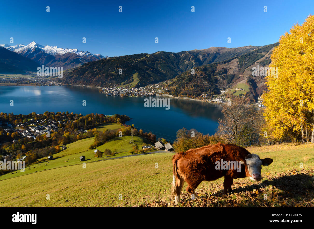 Zell am See: See Zeller See mit Blick auf Zell am See und der hohen Tauern, Kuh, Kühe, Österreich, Salzburg, Pinzgau Stockfoto