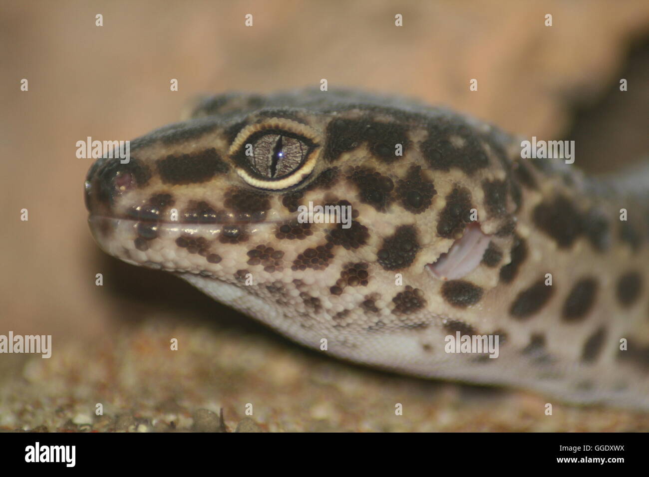 Nahaufnahme von Leopard Gecko Gesicht, Eublepharis macularis Stockfoto