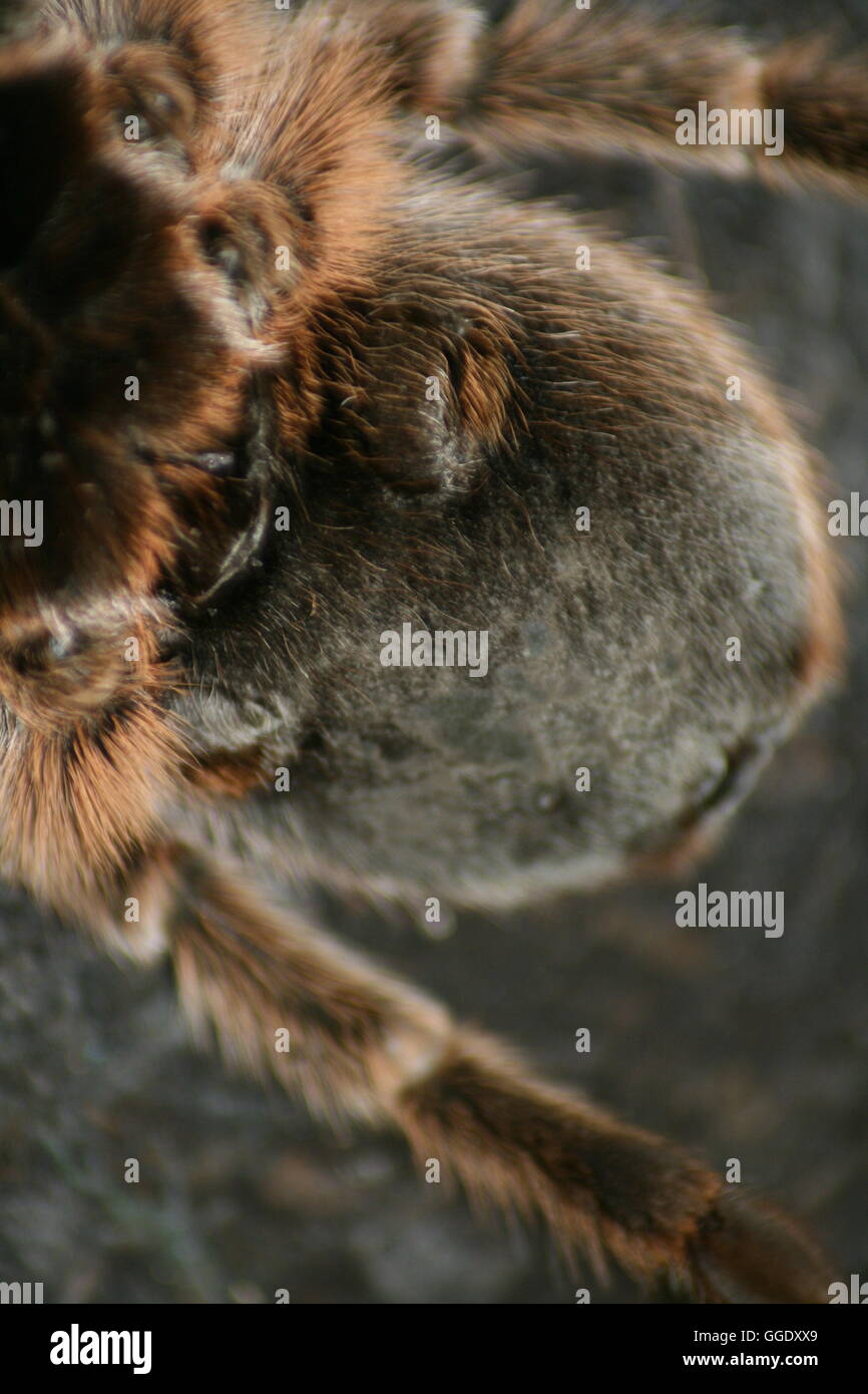 Epigastrische furche Stockfotos und bilder Kaufen Alamy