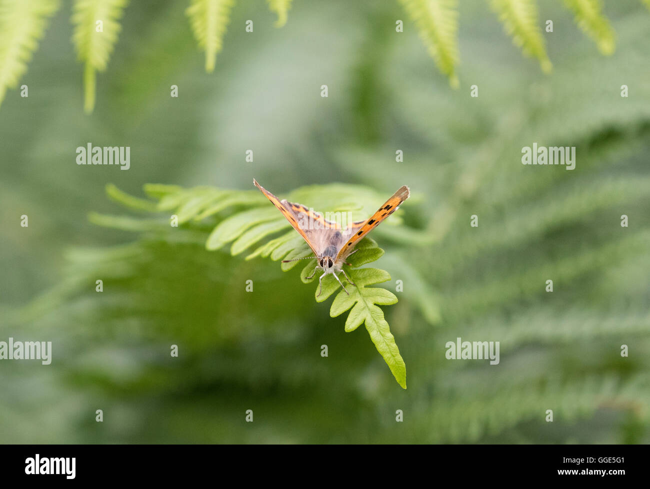 Kleine Kupfer Schmetterling (Lycaena phlaes) auf Adlerfarn, Reigate, Surrey Heath Stockfoto