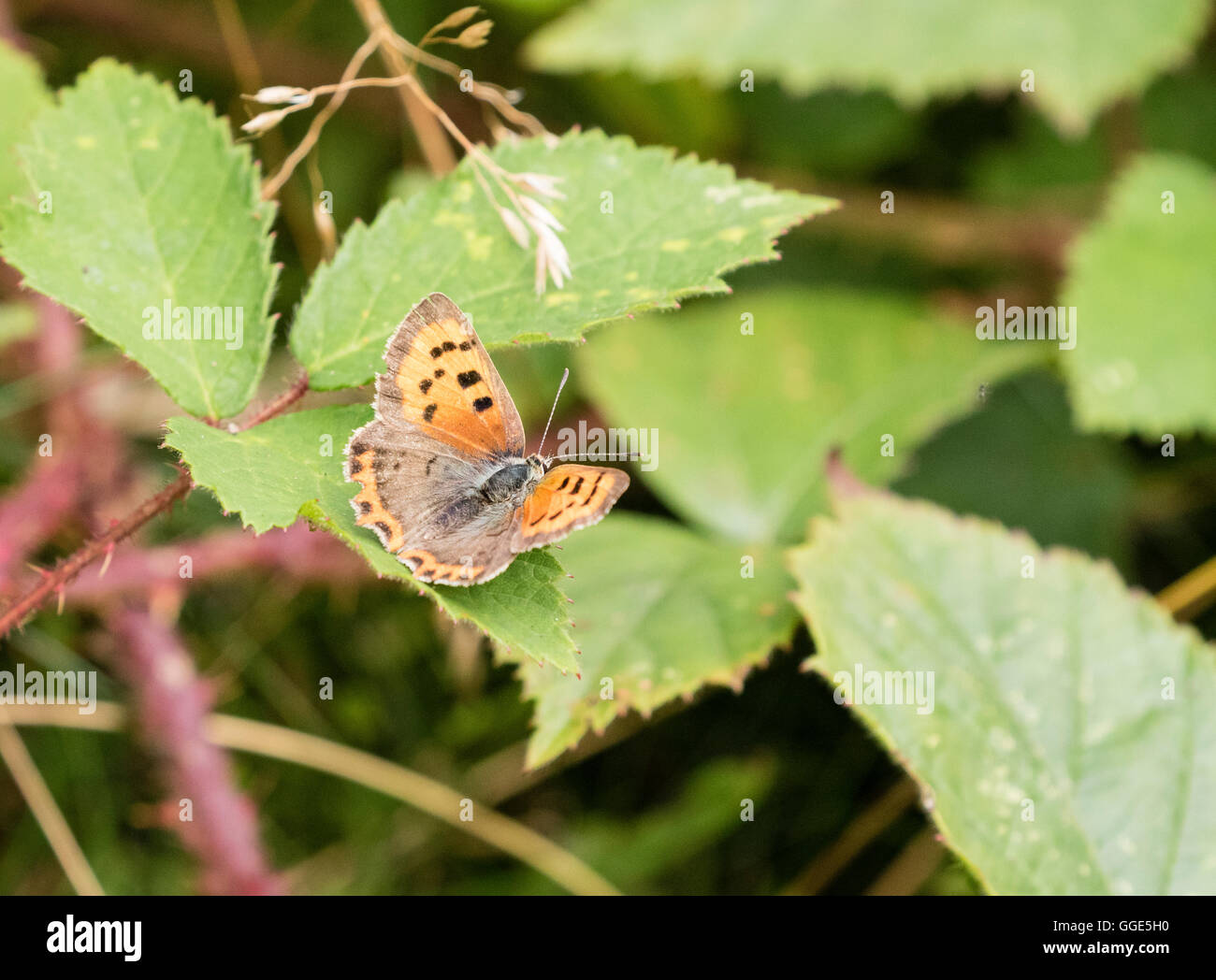 Kleine Kupfer Schmetterling (Lycaena phlaes) am Dornbusch Blatt in Reigate, Surrey Heath Stockfoto