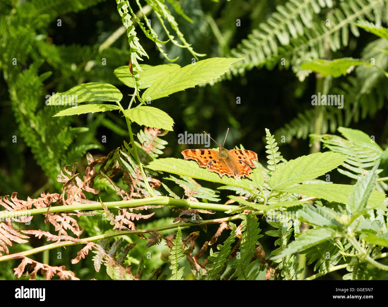 Komma Schmetterling in der gemischten Vegetation von Reigate, Surrey Heath Stockfoto