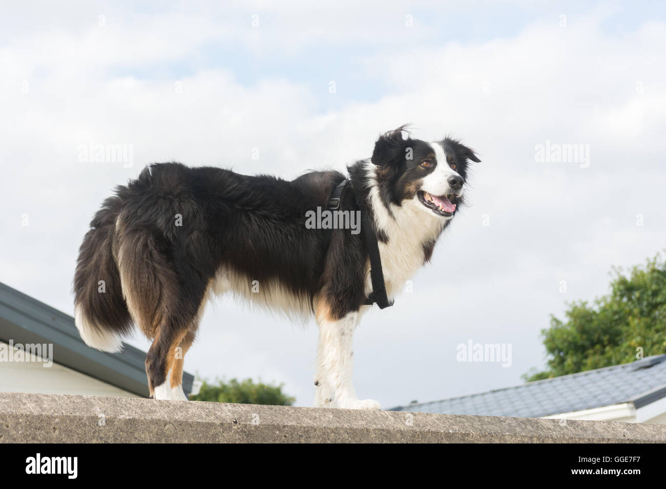 Der Border Collie ist eine beliebte Rasse des Hundes im Vereinigten Königreich. Bekannt für seine Energie und Intelligenz, viele Arbeiten in landwirtschaftlichen Betrieben. Stockfoto