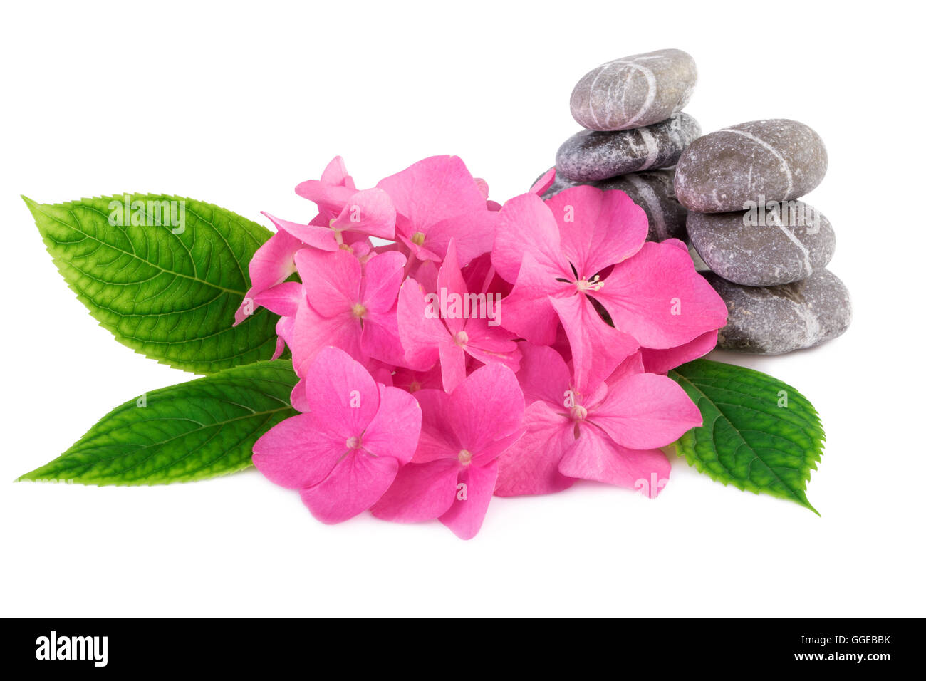 Rosa Blumen Spa Steinen auf weiß Stockfoto