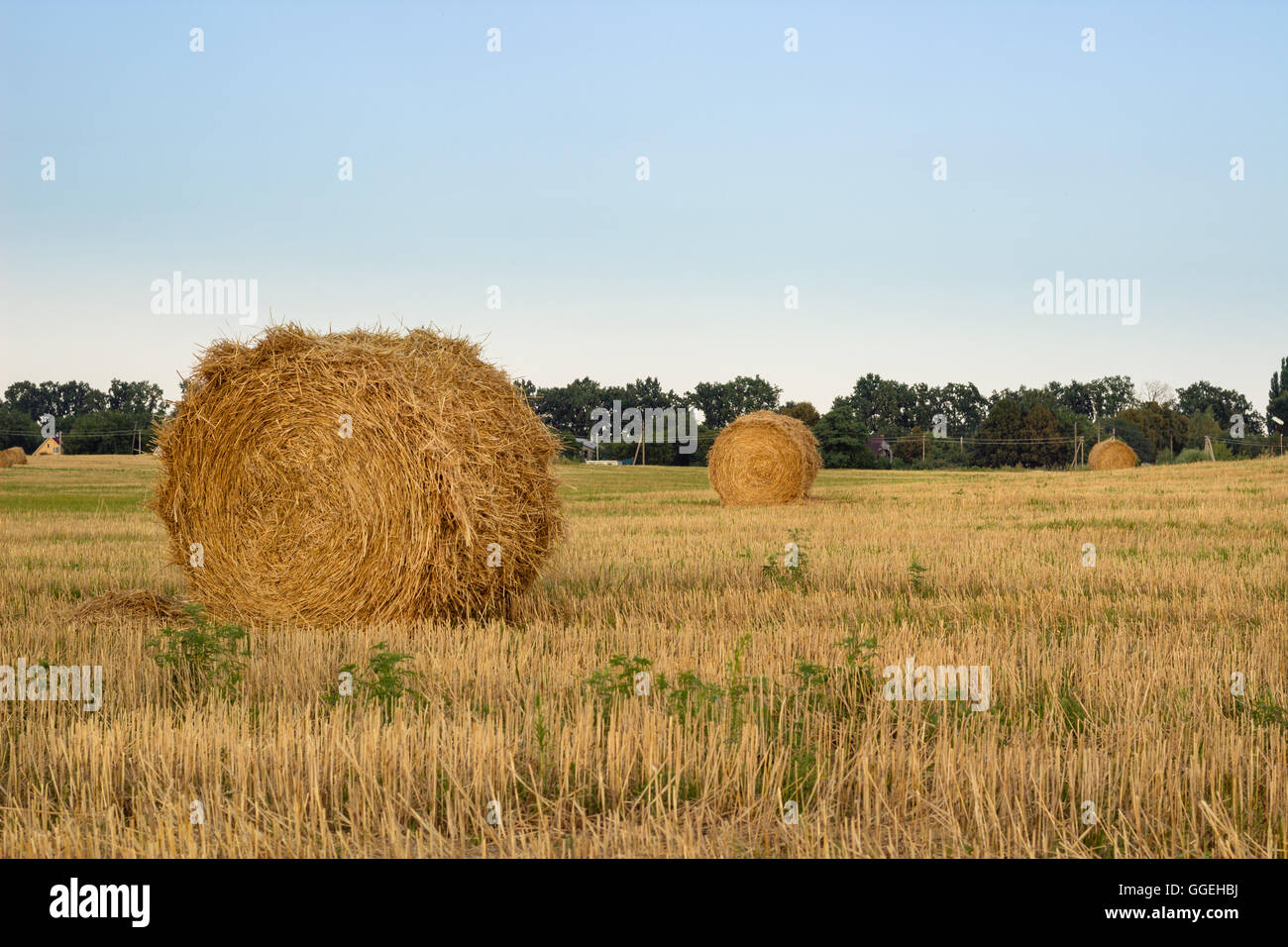 Trockenes Heu Stapeln auf Landschaft Feld während der Erntezeit Stockfoto