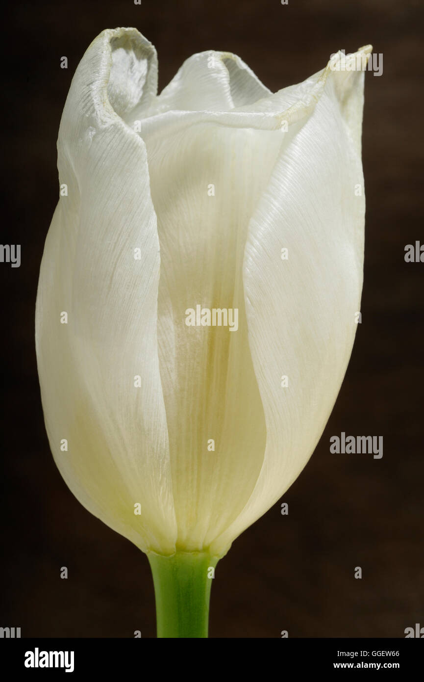 weiße Tulpe auf hölzernen Hintergrund Stockfoto