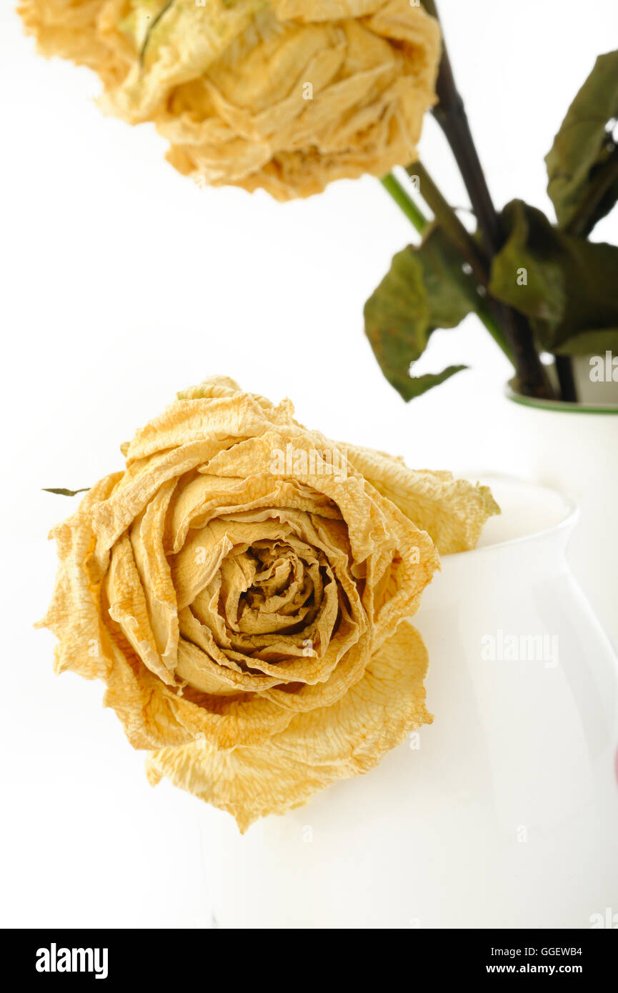 getrocknete rose Blume Stockfoto