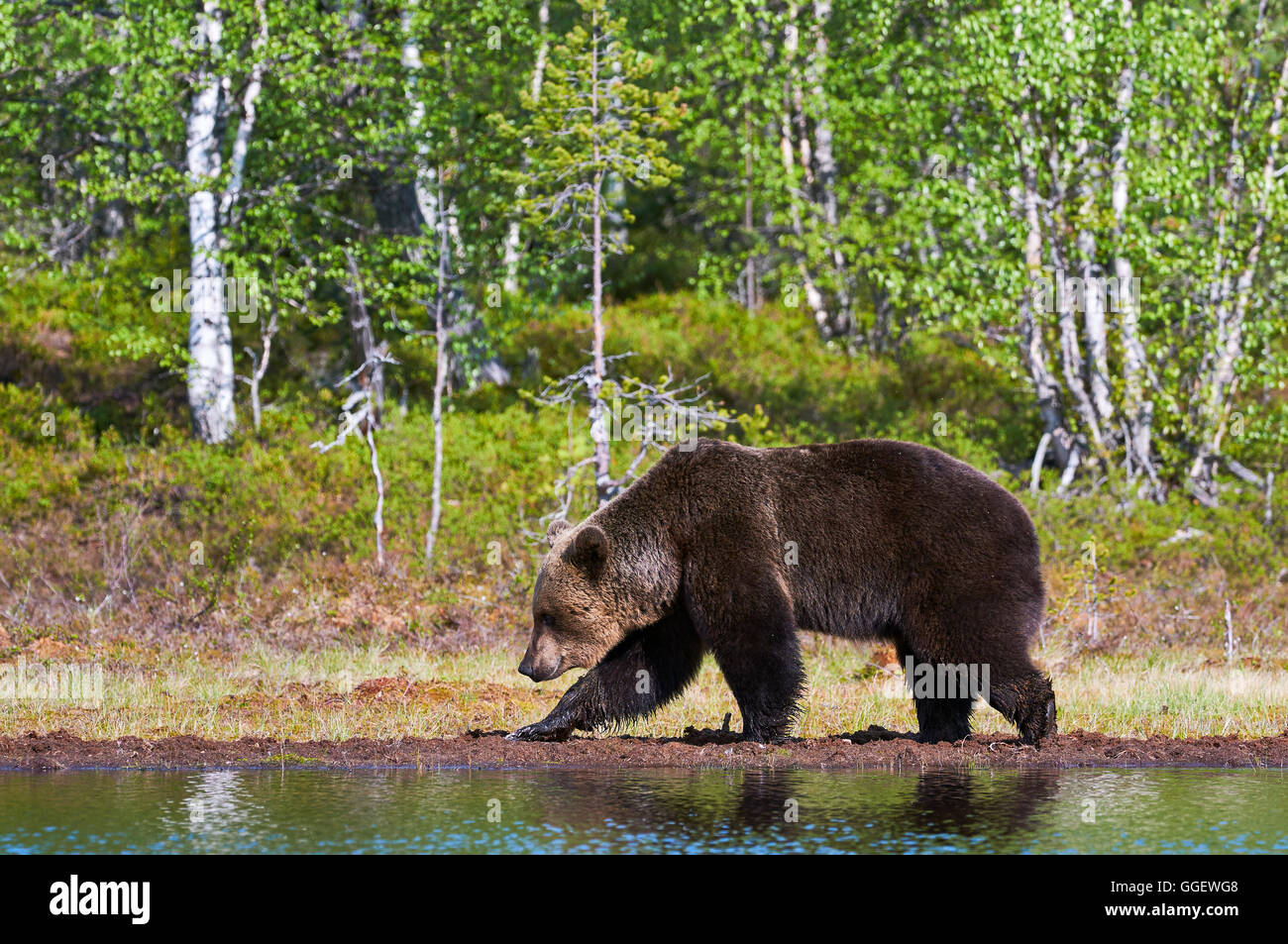 Wilde Braunbären Wandern in der grünen finnischen Taiga in der Nähe von einem See Stockfoto