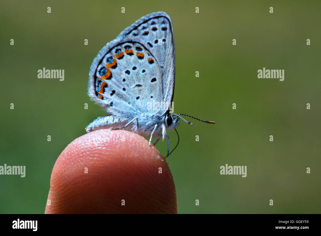 Eine vom Aussterben bedrohte Karner blaue Schmetterling sitzt auf einem Finger, Waushara County, Wisconsin. Stockfoto