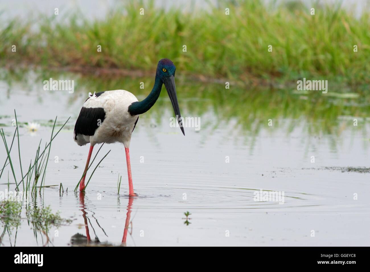 Eine weibliche Jabiru oder Black-Necked Storch Futter im Yellow Waters Billabong im Kakadu-Nationalpark, Northern Territory, Australien Stockfoto