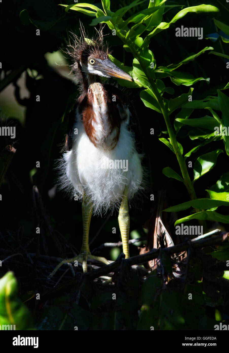 Neugierige Jugendliche dreifarbige Reiher späht heraus aus der Farn gesäumten Sicherheit sein Nest und noch die Reste seiner Sie sportliche Stockfoto